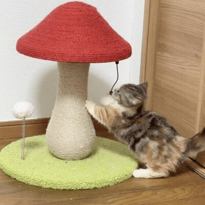 Arbre à Chat - MushroomCatTower™ - Sky le Chat