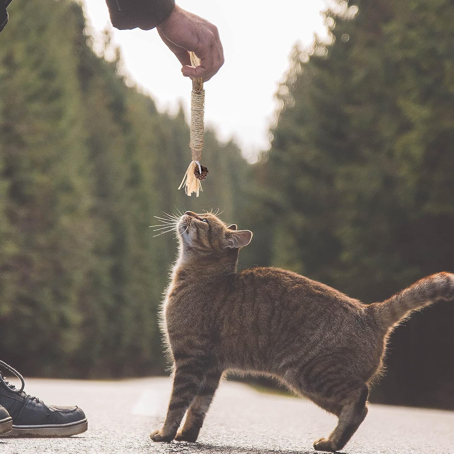 Bâton à mâcher pour chat - PurrStick™ - Sky le Chat